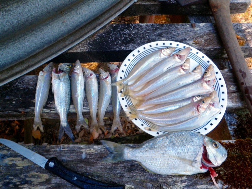 Fishing for food Have Home Will Travel