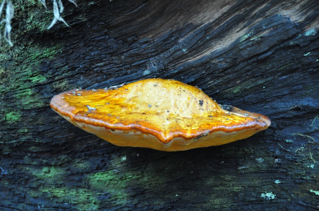 Large fungi