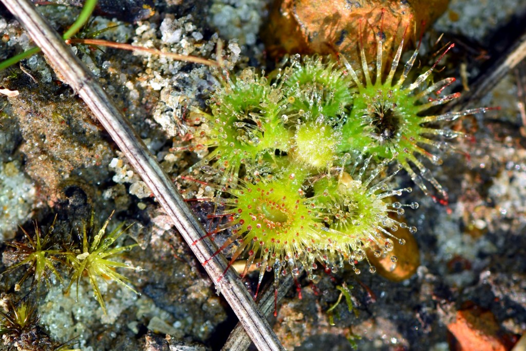 Carnivorous plants lay in waiting