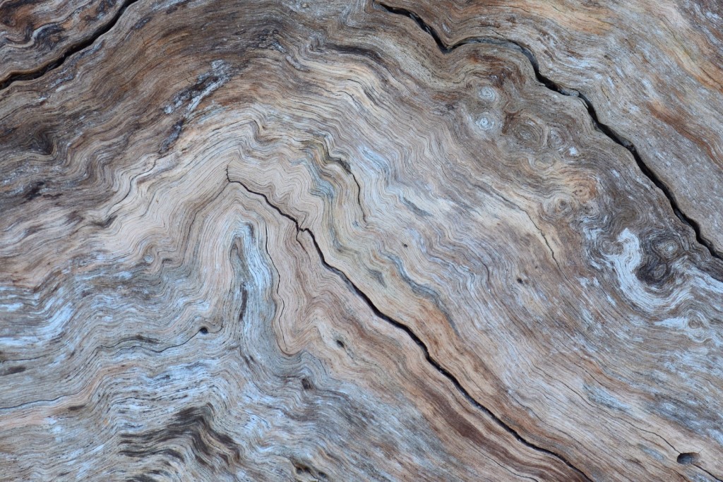 An old log