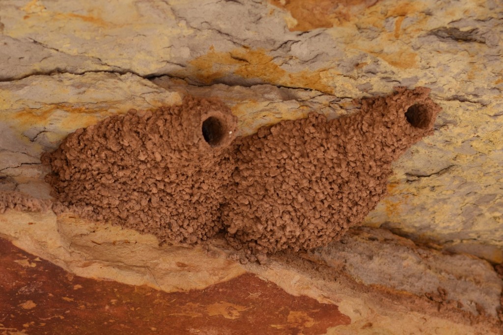 Swallow nests