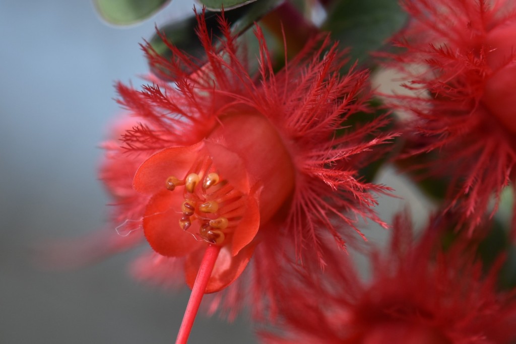 Scarlet feather flower