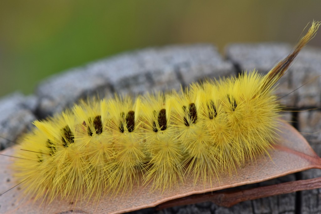 Pretty caterpillar