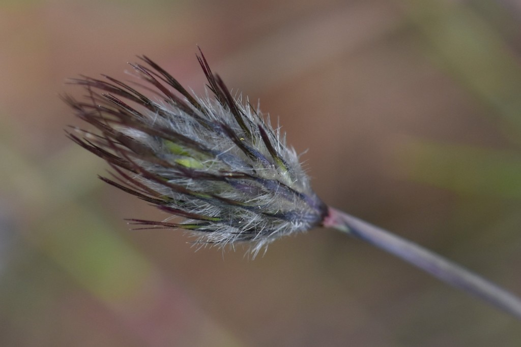 Unknown native grass 