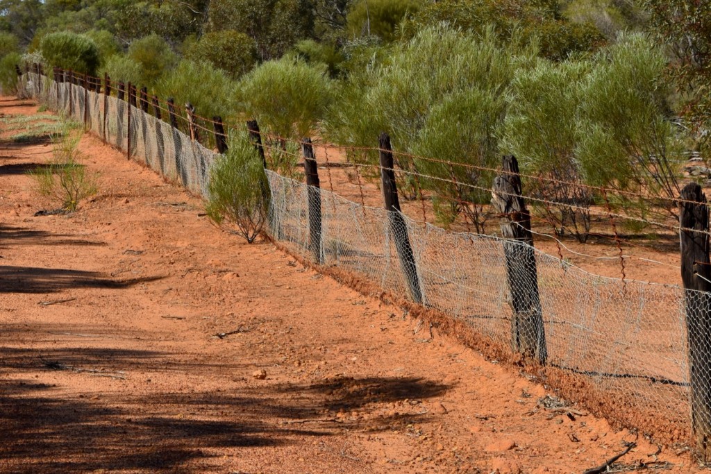 Rabbit proof fence