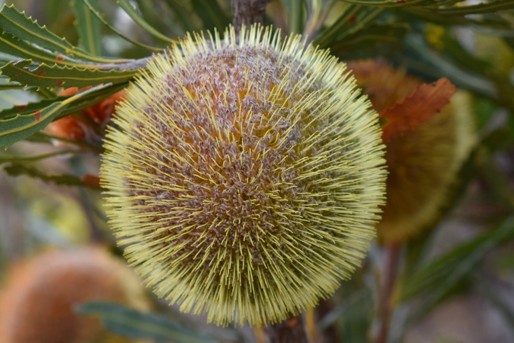 Round banksia flower