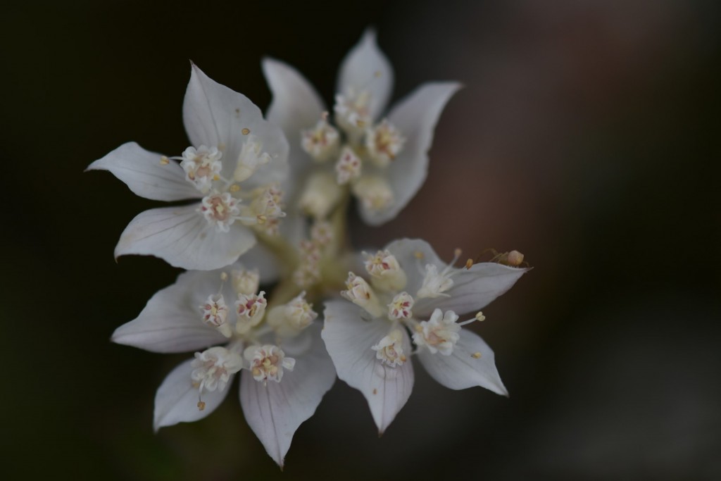 Southern Cross flower