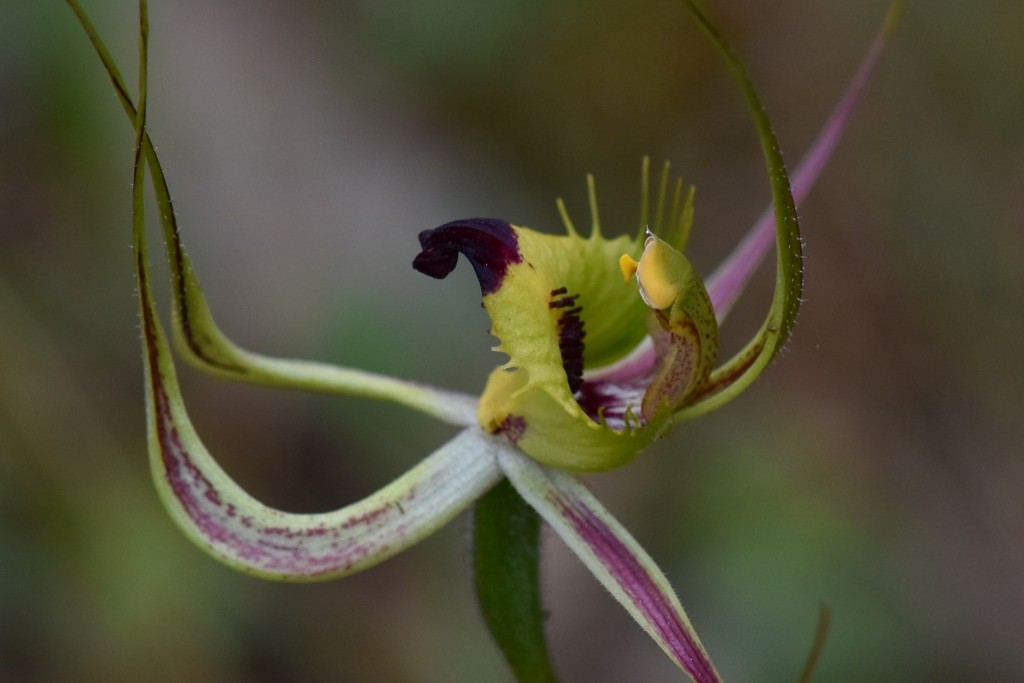 Fringed mantis orchid