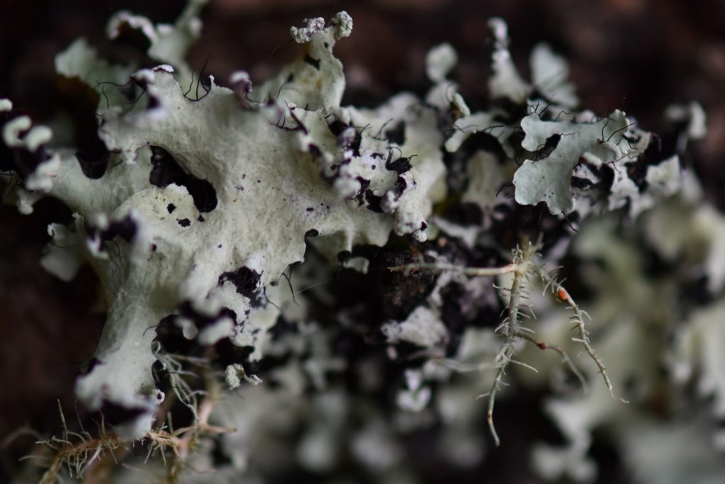 Lichen close up