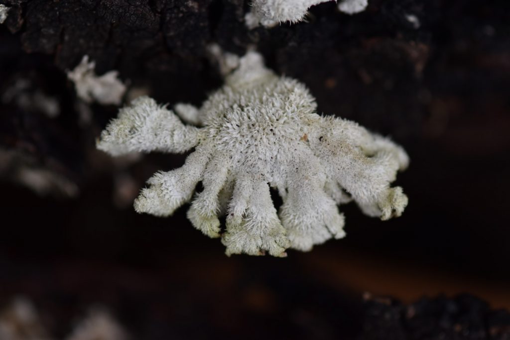 Lichen or moss