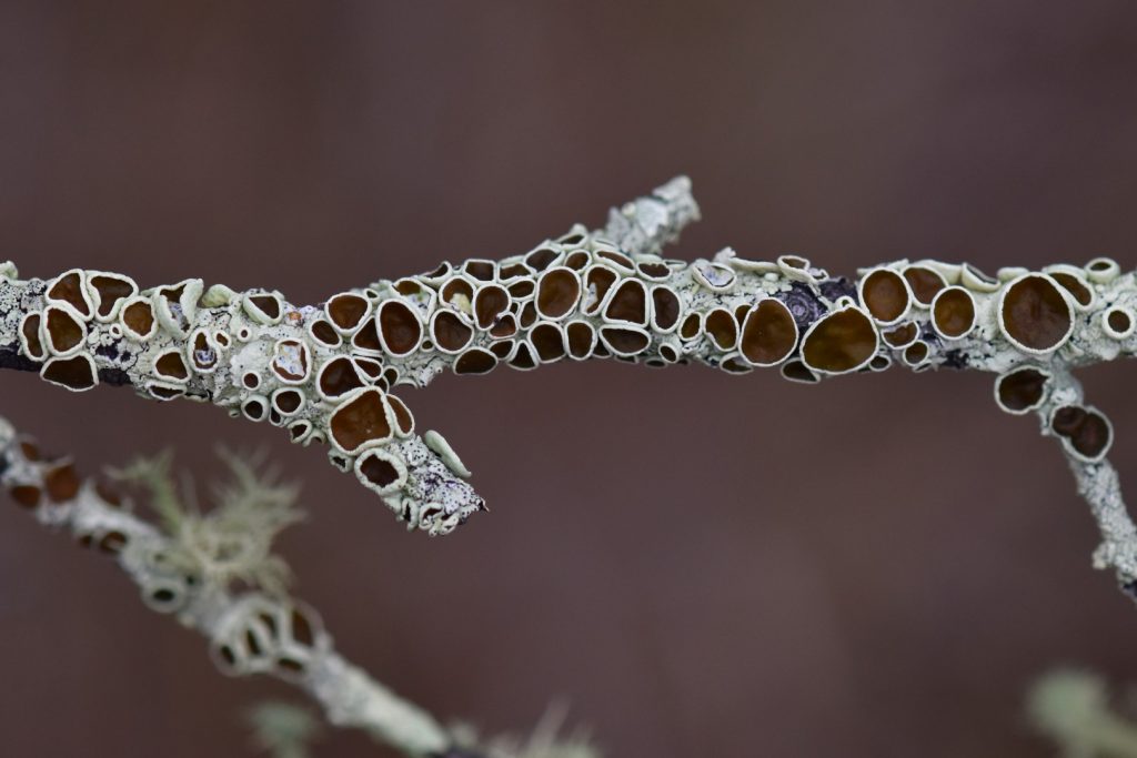 More lichen