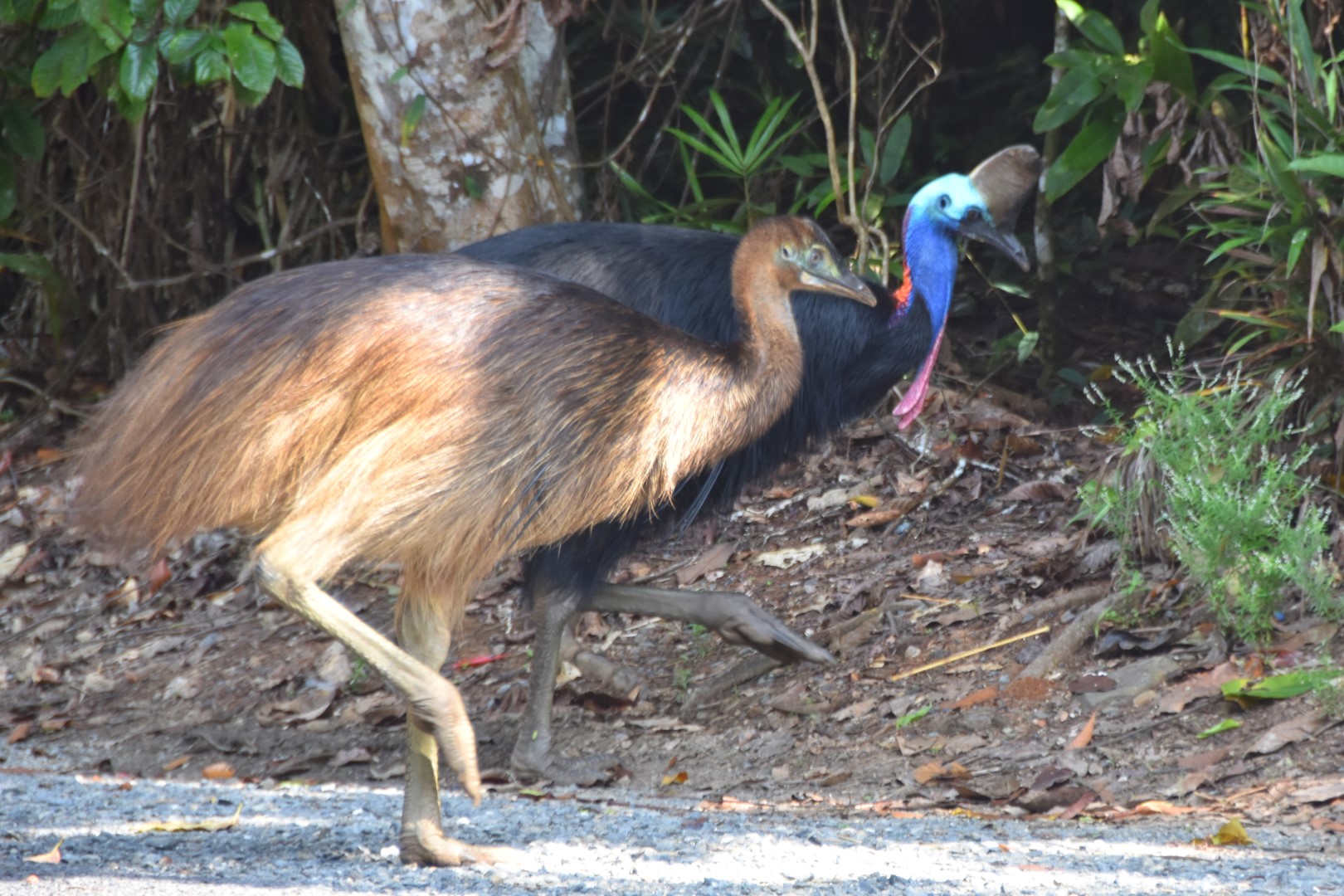 Daintree Animals – Have Home Will Travel