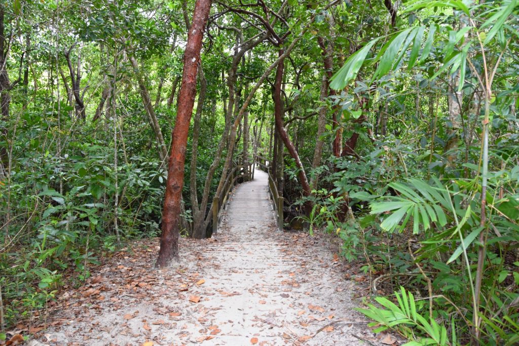 Mangrove boardwalk