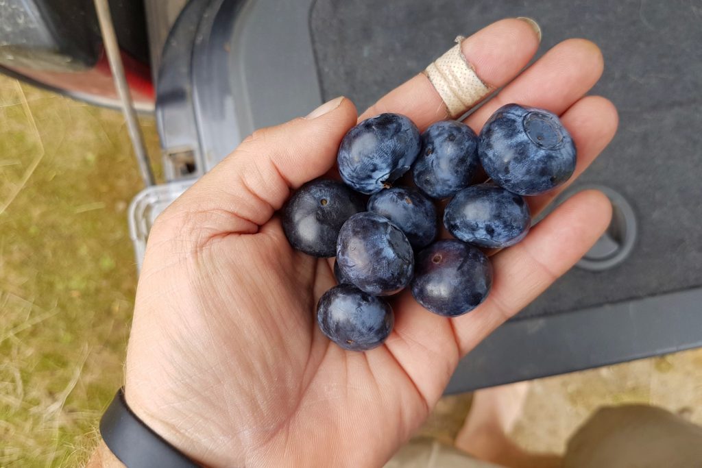 Tassie blueberries