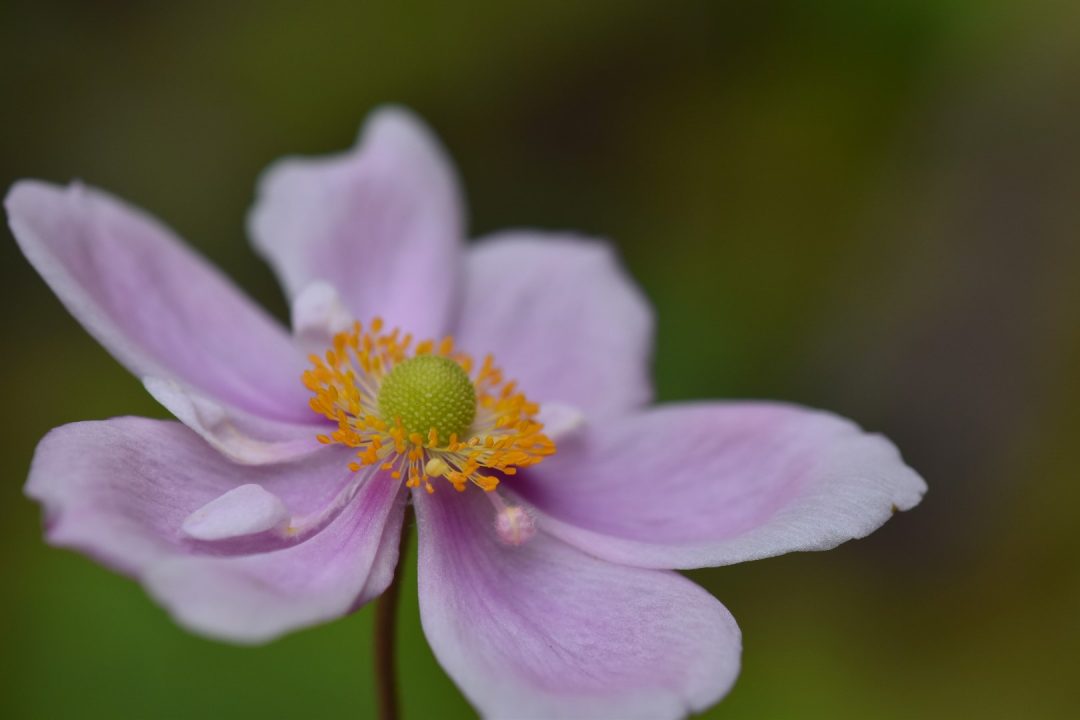 Plants around Denmark Have Home Will Travel
